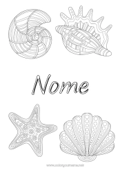 Colorazione gratuita Animale Conchiglie Zentangle Stella marina Animali marini o acquatici