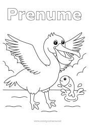 Desen liber de colorat Pasăre Animal Păsări și mamifere zburătoare Pelican