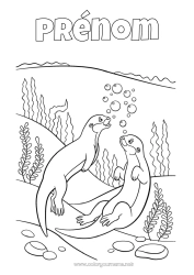 Coloriage à personnaliser Mer Animal Animaux marins ou aquatique Loutre