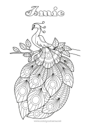 Kolorowanka za darmo Zwierzę Paw Zentangle Ptaki i latające ssaki
