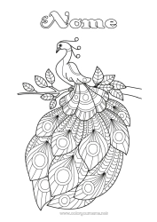 Colorare per personalizzare Animale Pavone Zentangle Uccelli e mammiferi volanti