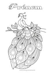 Coloriage gratuit Animal Paon Zentangle Oiseaux et mammifères volants
