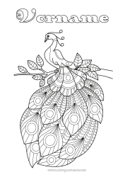 Kostenlose Malvorlage Tier Pfau Zentangle Vögel und fliegende Säugetiere