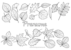 Pagină de colorat gratuită Toamnă Frunze Copac Stejar Arțar Frunze moarte