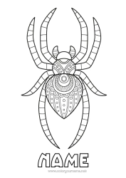 Free colouring Spider Animal Zentangle Insects