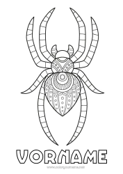 Kostenlose Zeichnung Spinne Tier Zentangle Insekten