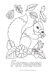 Farvelægningssiden tilpasning Egern Efterår Skovens dyr Kogle Døde blade