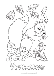 Kostenlose Malvorlage Eichhörnchen Herbst Waldtiere Eichel Tote Blätter