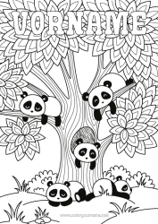 Malvorlage anpassen Ruhig und gelassen Panda Baum Komplexe Ausmalbilder Zentangle Andere Tiere der Welt