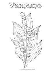 Kostenlose Malvorlage Blumen Maiglöckchen 1. Mai Realistisch