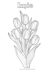 Kolorowanka za darmo Kwiaty Tulipan Realistyczny
