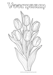 Gratis kleurplaat Bloemen Tulp Realistisch