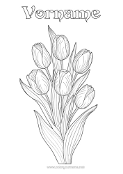 Kostenlose Malvorlage Blumen Tulpe Realistisch