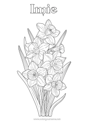 Kolorowanka za darmo Kwiaty Żonkile Realistyczny