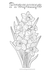Pagină de colorat gratuită Flori Narcise Realist