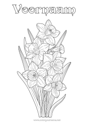 Gratis kleurplaat Bloemen Narcissen Realistisch