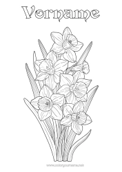 Kostenlose Malvorlage Blumen Jonquilles Realistisch