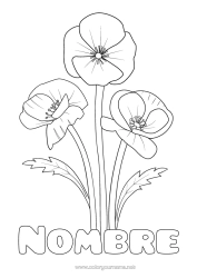 Colorear gratis Flores Realista Amapola