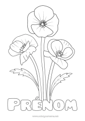 Coloriage à personnaliser Fleurs Réaliste Coquelicot