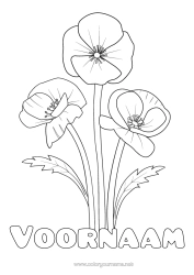 Gratis kleurplaat Bloemen Realistisch Klaproos