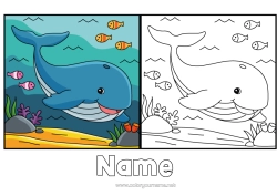 Free coloring Whale Animal Fish Marine or aquatic animals Coloring with a Model