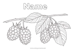 Coloring to customize Fruits Realistic Raspberry