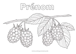 Coloriage à personnaliser Fruits Réaliste Framboise