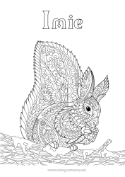 Kolorowanka za darmo Wiewiórka Zwierzę Złożone kolorowanki Zentangle Zwierzęta leśne Żołądź