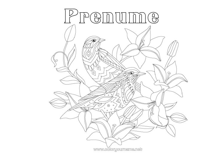 Pagină de colorat de imprimat Mandala Pasăre Primăvară Animal Păsări și mamifere zburătoare