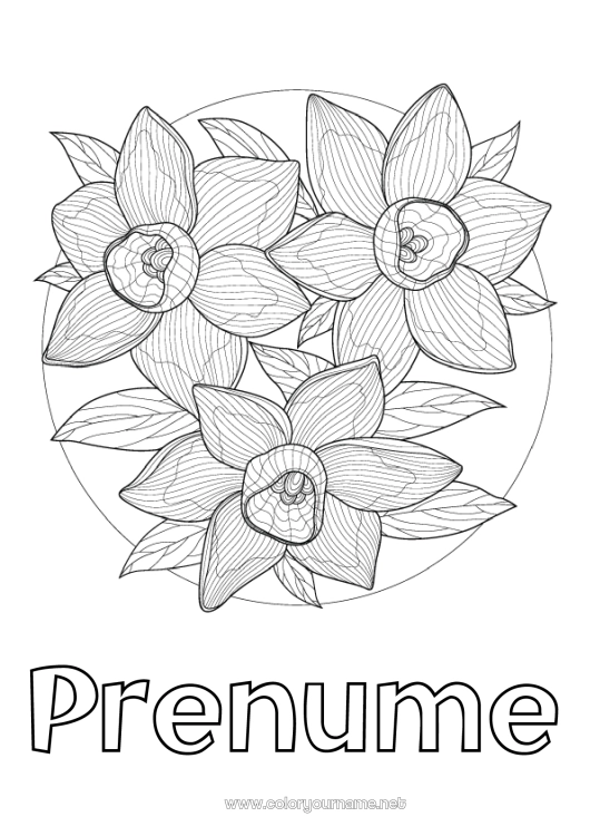 Pagină de colorat de imprimat Flori Primăvară Narcise Desene de colorat complexe