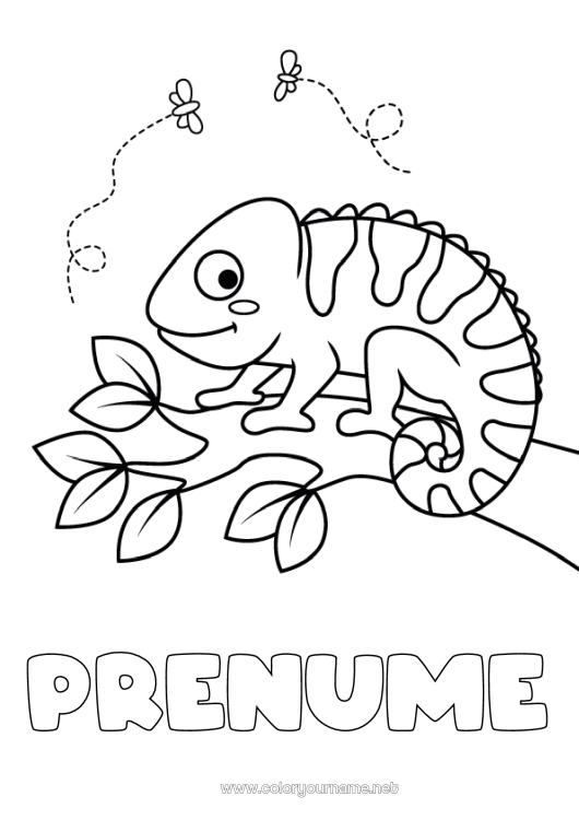 Pagină de colorat de imprimat Drăguț Animal Desene de colorat ușoare Cameleon Reptile
