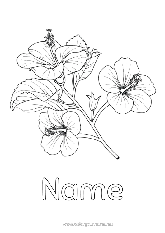 Colouring page to print Flowers Hibiscus