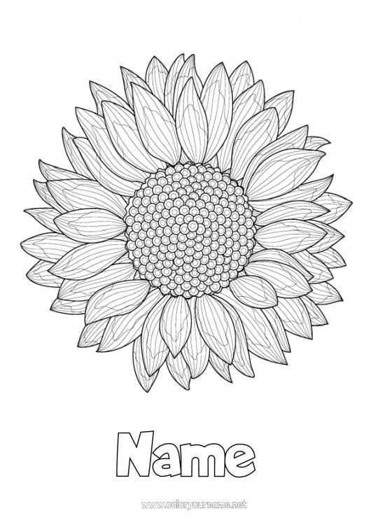 Coloring page to print Flowers Summer Sunflower