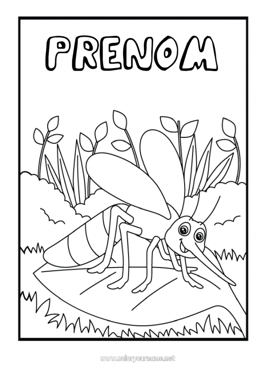 Coloriage à imprimer Animal Coloriages intermédiaires Insectes Moustique