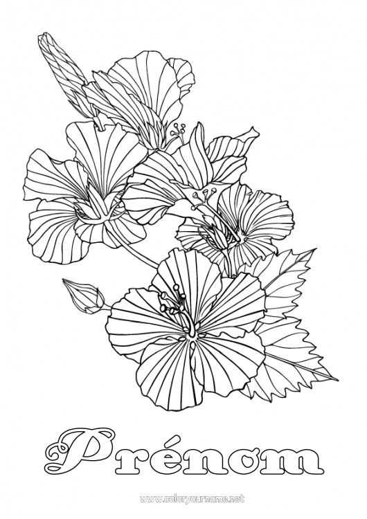 Coloriage à imprimer Fleurs Coloriages complexes Hibiscus