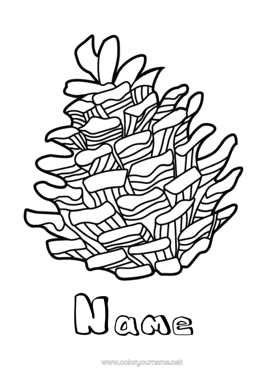 Colouring page to print Pine Cone