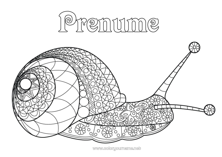 Pagină de colorat de imprimat Animal Melc Desene de colorat complexe Zentangle