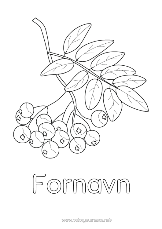 Fargeleggingssiden til utskrift Sambucus