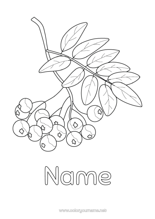 Colouring page to print Elderberry