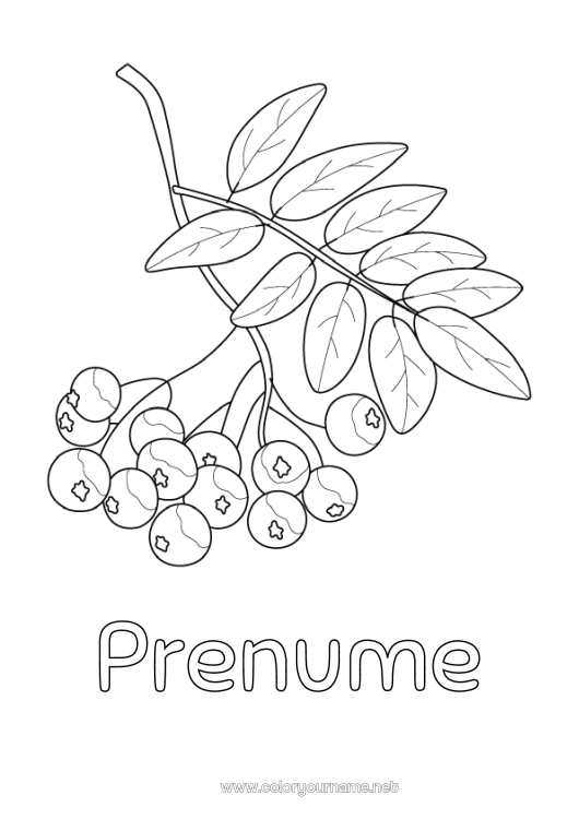 Pagină de colorat de imprimat Sâmbure