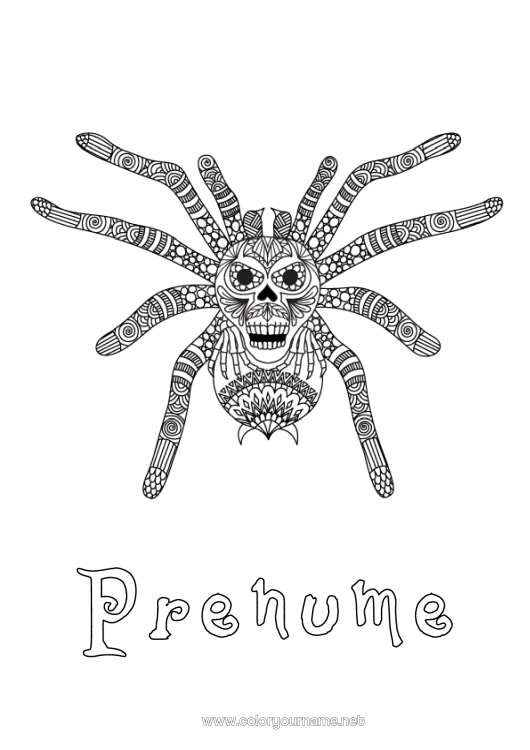 Pagină de colorat de imprimat Păianjen Animal Zentangle Insecte