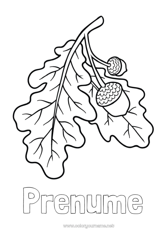 Pagină de colorat de imprimat Gland Stejar