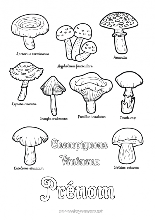 Coloriage à imprimer Activités enfants Champignon