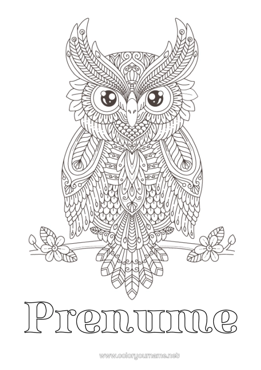 Pagină de colorat de imprimat Bufniță, Uluce. Animal Desene de colorat complexe Zentangle Păsări și mamifere zburătoare