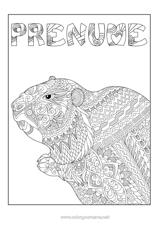 Pagină de colorat de imprimat Animal Desene de colorat complexe Zentangle Animale din pădure Marmotă Ziua Marmotei