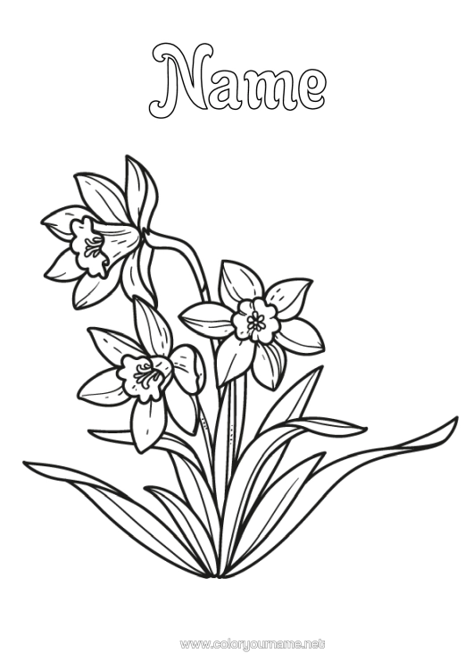 Colouring page to print Flowers Daffodils