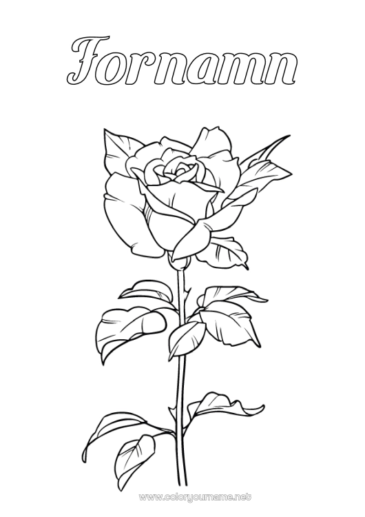 Färgläggningssida att skriva ut Blommor Ros Sant Jordi eller Sankt Göran