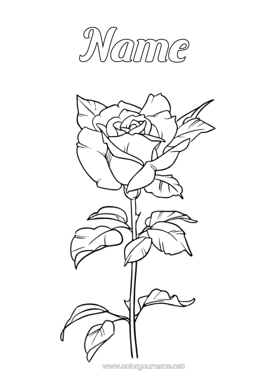 Colouring page to print Flowers Rose Saint George