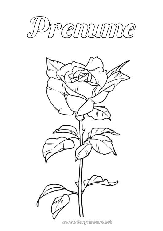 Pagină de colorat de imprimat Flori Trandafir Sant Jordi sau Sfântul Gheorghe