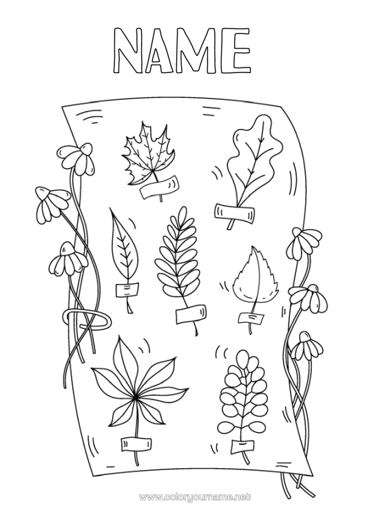 Colouring page to print Autumn Leaves Science Oak Maple Herbarium